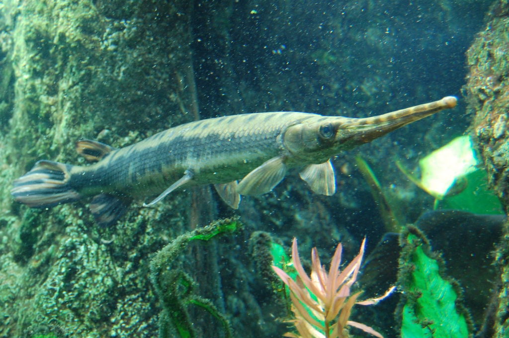 Longnose Gar