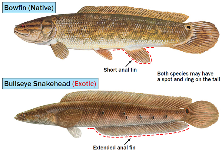 Bowfishing - Opinion of a Multi-Species Enthusiast